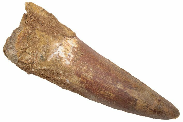 Fossil Spinosaurus Tooth - Real Dinosaur Tooth #230583